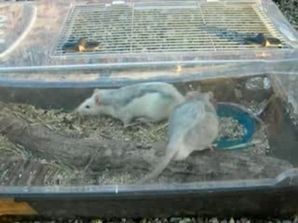 Les amours de Toxic et Pulp