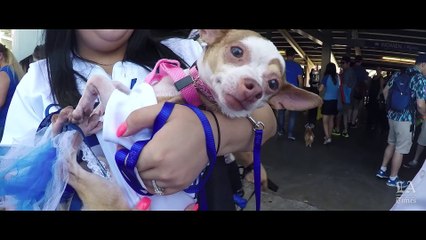 A Pug's Eye View of Dodger Stadium 🐶⚾