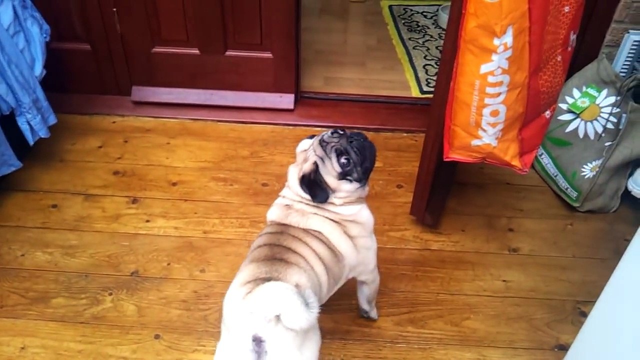 Angry Pug