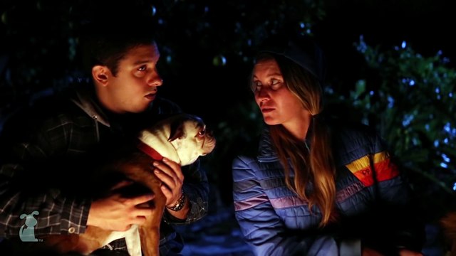 Are You Afraid of the Bark The Pack of Wild Pugs