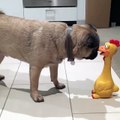 Mais c'est quoi ce canard chelou?! Chien adorable