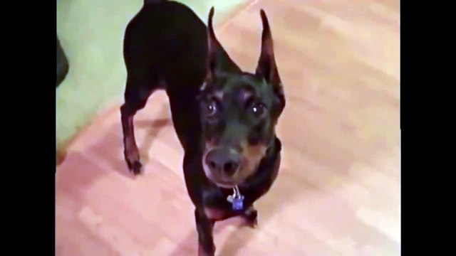 Собака собирается на дачу))) ОБОРЖАТЬСЯ МОЖНО!