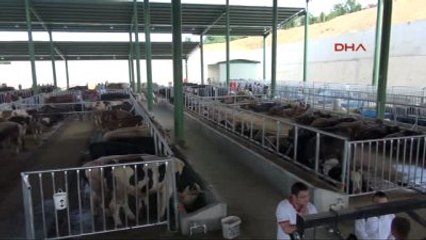 İzmit'te Kurbanlıklar Satışa Çıktı