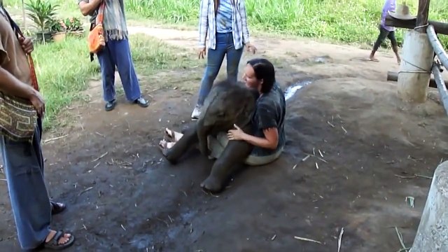 Слоненок хочет на ручки. Смешные приколы слоны