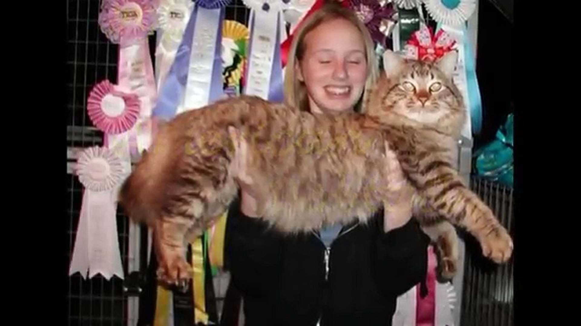 Big floppy Russian Cat