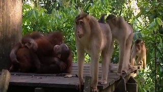 Little baby orangutans get scared