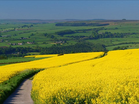 TTIP 2: International trade agreements. Save the bees!