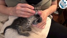 Ce chaton adore les moments câlins avec sa maîtresse