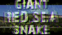 Giant Snake Caught in Red Sea