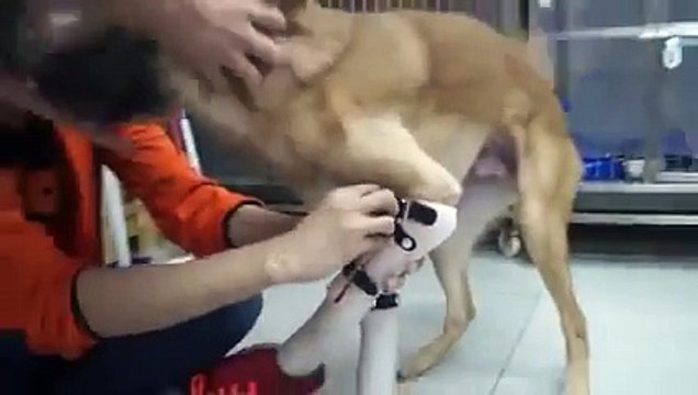 La nouvelle maîtresse de ce chien amputé des pattes avant, a aussi perdu ses jambes !