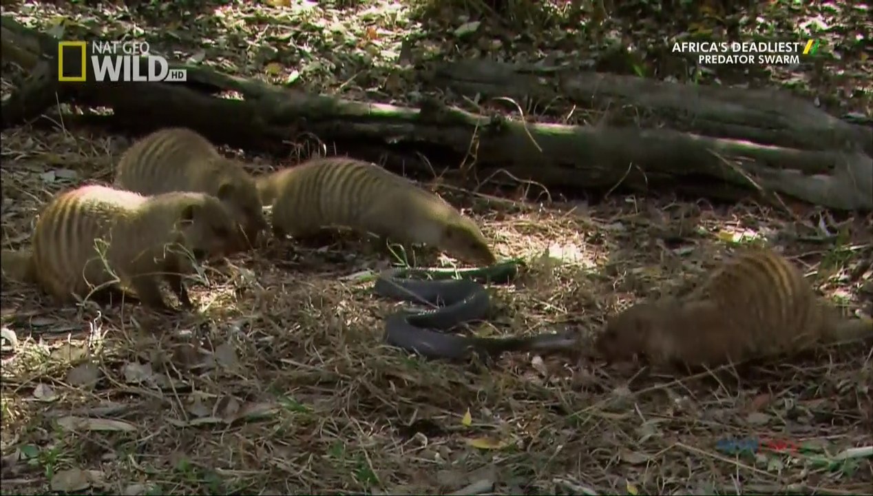 Snake vs Four Mongoose Who Will Win?