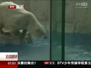 北京動物園のホッキョクグマたちの夏 (Aug.5  2016)