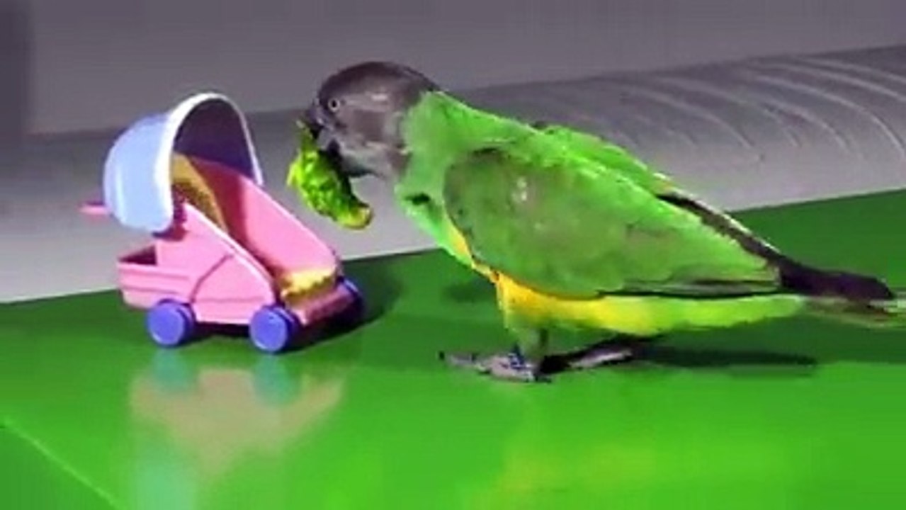 Best Funny Video_ FUNNY 2016