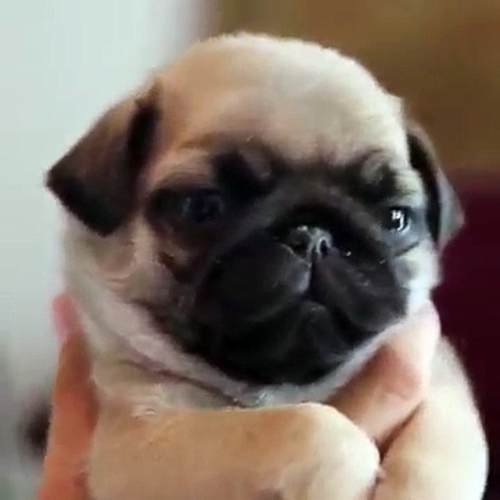 lovely and so Funny dogs