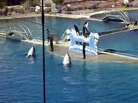 colo pégomas juillet 2007 marineland orques 4