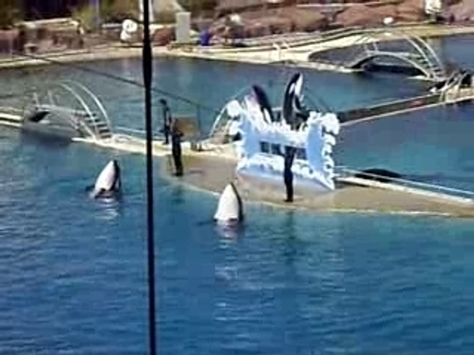 colo pégomas juillet 2007 marineland orques 4