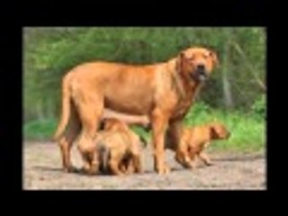 rasse de chien dog races