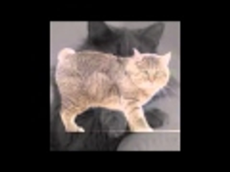 rasse de chat cat races انواع القطط