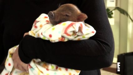 KUWTK | Kris Jenner Gets Kylie a Pig!