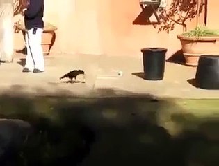 Awesome parrot recycle things