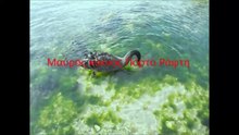 Μαύρος Κύκνος