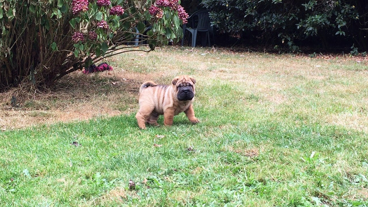MAXIMUS UNLEASH HELL DES MING WAY - à 6 semaines - M4