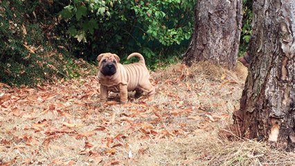 MORTON MY KINGDOM FOR A HORSE DES MING WAY - à 6 semaines -M1