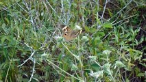 Common Buckeye Butterfly at Econlockhatchee Sandhills Conservation Area