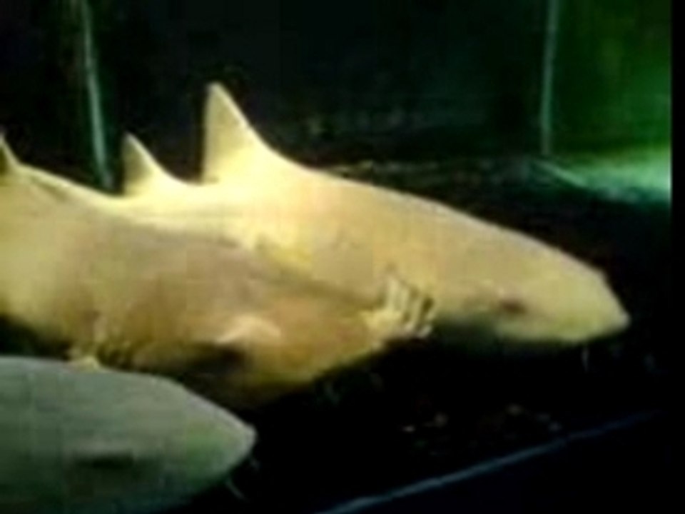 shark
