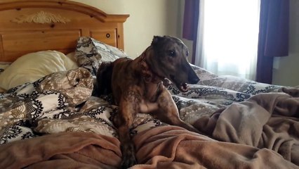 Mosley le lévrier a une très forte personnalité, et cela vaut le coup d’œil.