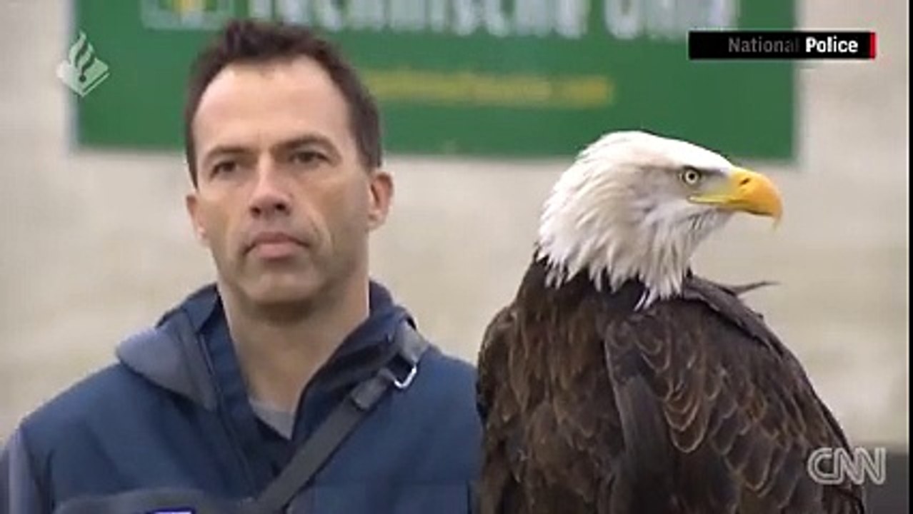 Dutch police to train eagles to take down unauthorised drones