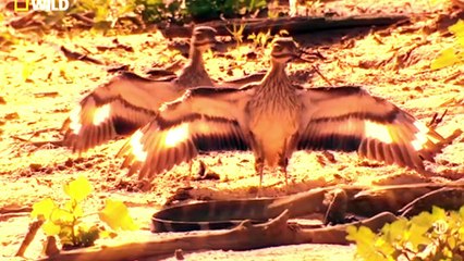 BDE ZOO - Bienvenue en InfoCom