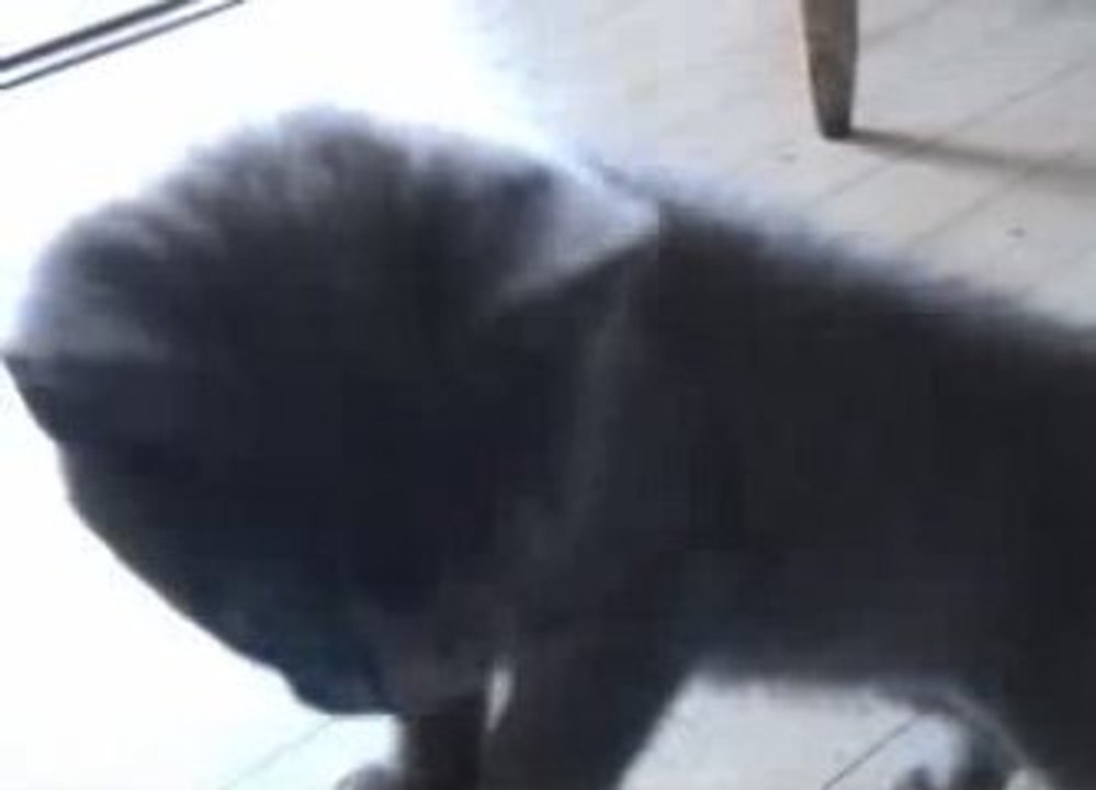 Chat drole