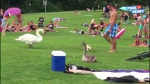Cute Swan Plays Soccer Pet Video 2016 Daily Heart Beat