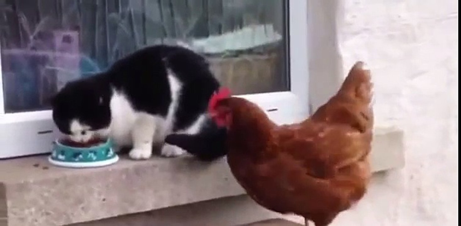 Cat ahd hen become friends-funny videos for kids - YouTube