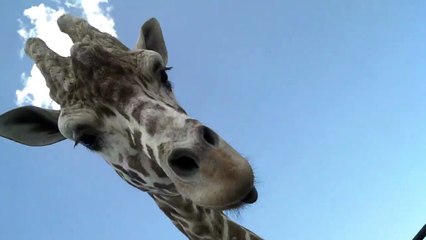 Giraffe Enjoys Snack From Car