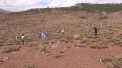 Kurt Sürüsü, Kurbanlık 31 Koyunu Telef Etti