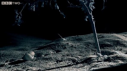 Une araignée piège et suspend un escargot dans une toile !