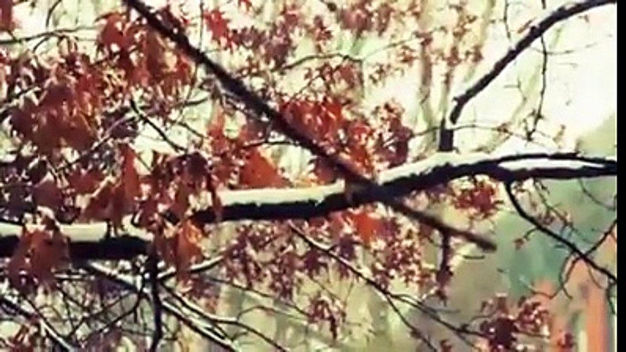 تم اپنے رب کی کون کون سی نعمت کو جھٹلاوں گے