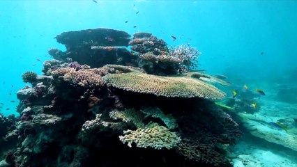 REFCAR - cartographie des habitats benthiques par télédétection hyperspectrale