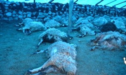 Kurt Sürüsü, Kurbanlık 31 Koyunu Telef Etti