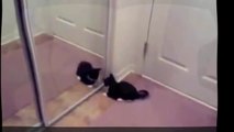 Funny Cat Videos Try Not To Laugh or Grin - Try Not To Laugh or Grin Challenge Impossible