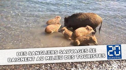 Des sangliers sauvages se baignent au milieu des touristes