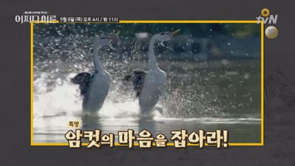 [예고] 동물의 왕국, 사랑과 욕망!