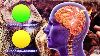 Science & Cannabis en bref ! (La minute science) (Septembre 2016) (FR)