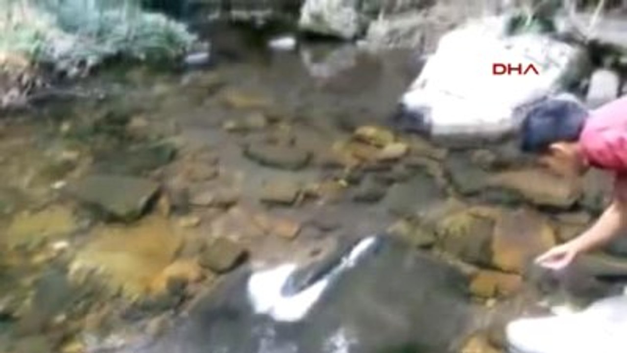 Çanakkale Kazdağlarında Kırmızı Benekli Alabalık Katliamı İddiası