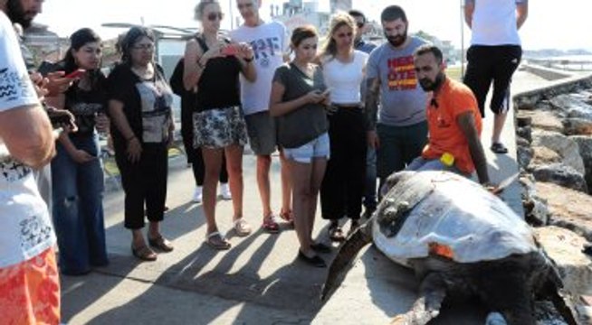 İzmir Ölü Caretta Caretta Güzelbahçe Sahiline Vurdu