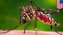 Zika virus: six ways to protect yourself against the dreaded virus - TomoNews