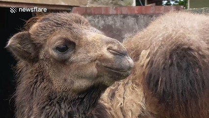 Baby camel jumps for joy at feeding time