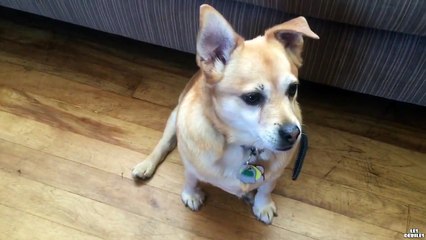 Un chien chante en duo avec son maitre